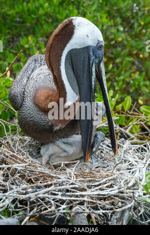 Braunpelikan (Pelecanus occidentalis) Fütterung der Küken im Nest, Puerto Ayora/Academy Bay, Santa Cruz Island, Galapagos Stockfoto