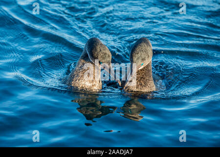 Flugunfähigen Kormoran (Phalacrocorax harrisi) Paar in der Umwerbung, Puerto Pajas, Isabela Island, Galapagos Stockfoto