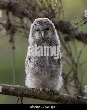 Habichtskauz (Strix uralensis), juvenile, Finnland, Juni. Stockfoto