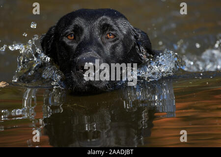 Kopf Nahaufnahme der schwarzen Labrador Retriever Hund (Feld Typ) Schwimmen im Teich mit Herbst Reflexionen, Rhode Island, USA Stockfoto