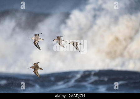 Kleine Herde der Alpenstrandläufer (Calidris alpina) mit einem Sanderling (Calidris alba) fliegen vor der Wellen. Druridge Bay, Northumberland, England, UK, Januar Stockfoto