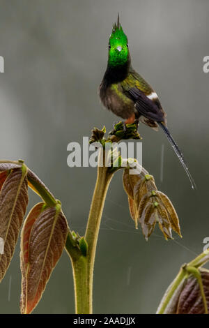 Kabel-Crested thorntail Kolibri (Discosura popelairii) Sumaco, Napo, Ecuador. Stockfoto