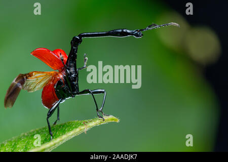 Giraffe Rüsselkäfer (Trachelophorus giraffa) Andasibe-Mantadia Nationalpark, Moramanga und Madagaskar. Stockfoto