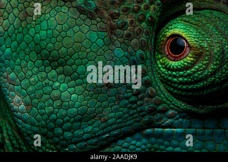 Parson's Chamäleon (Calumma parsonii) in der Nähe von Auge und Haut, Andasibe-Mantadia Nationalpark, Moramanga und Madagaskar. Stockfoto