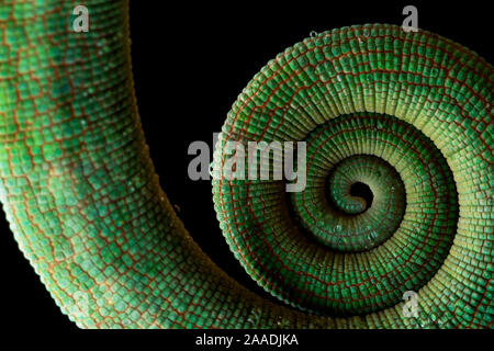 Parson's Chamäleon (Calumma parsonii) Andasibe-Mantadia Nationalpark, Moramanga und Madagaskar. Stockfoto