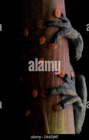 Linda's torrenteer Frosch (Hyloscirtus lindae) in der Nähe der Füße mit orange Pads, Papallacta, Napo, Ecuador. Stockfoto