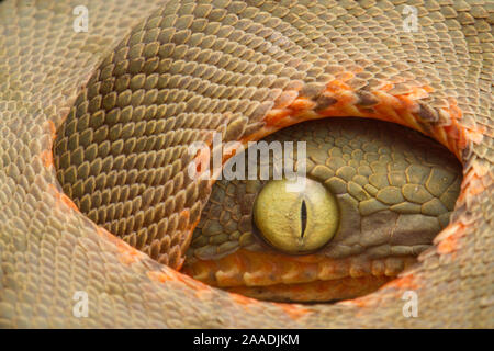 Kinder von Amazon Tree-Boa (Corallus Hortulanus) in der defensive Position. Yasuni Nationalpark, Orellana, Ecuador. Stockfoto