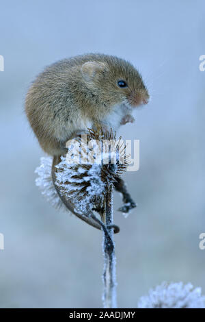 Ernte Maus (Micromys Minutus) Sitzen auf frostigen seedhead, Hertfordshire, England, UK, Januar, kontrollierten Bedingungen. Stockfoto