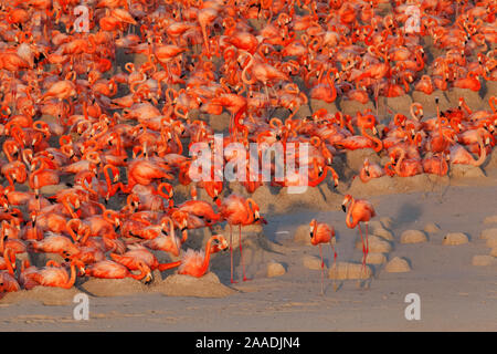 Luftaufnahme der Karibischen Flamingo (Phoenicopterus ruber) Kolonie, Ria Lagartos Biosphärenreservat, Halbinsel Yucatan, Mexiko, Mai, Finalist im Portfolio Kategorie des Terre Sauvage Natur Bilder Awards 2017. Stockfoto