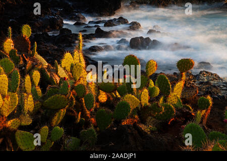 Feigenkaktus (Opuntia sp.) wachsen auf Küste, Insel Socorro, Revillagigedo Archipel Nationalpark (Socorro Inseln), Pazifischer Ozean, Western Mexiko, November, Lobende Erwähnung in der Dritten nationalen Wettbewerb "Visionen unserer Natur" von der Mexikanischen nationalen Biodiversität Kommission organisiert. Stockfoto