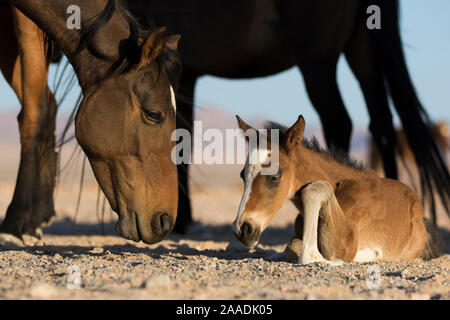 Wildes Pferd (Equus caballus) Stute und Fohlen wenige Tage alt. Namib-Naukluft-Nationalpark, Namibia Stockfoto