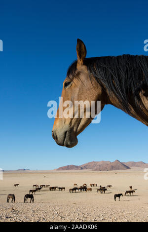 Wilde Pferde (Equus caballus) versammeln sich um Wasserloch, Namib-Naukluft-Nationalpark, Namibia. Stockfoto