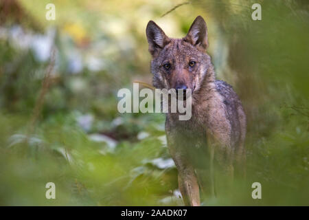 Wild apenninischen Wolf (Canis lupus italicus) pup Portrait im Sommer. Zentralen Apenninen, Abruzzen, Italien. September. Italienische endemische Unterarten. Stockfoto