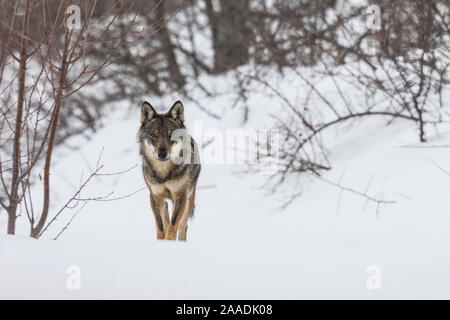 Wild apenninischen Wolf (Canis lupus italicus) in verschneiter Landschaft. Zentralen Apenninen, Abruzzen, Italien. Februar. Italienische endemische Unterarten. Stockfoto