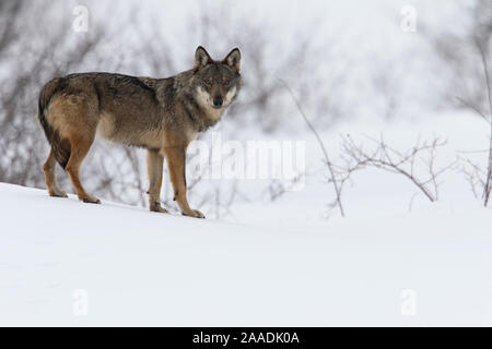 Wild apenninischen Wolf (Canis lupus italicus) in verschneiter Landschaft. Zentralen Apenninen, Abruzzen, Italien. Februar. Italienische endemische Unterarten. Stockfoto