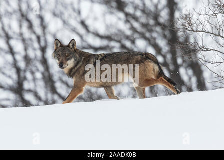 Wild apenninischen Wolf (Canis lupus italicus) in verschneiter Landschaft. Zentralen Apenninen, Abruzzen, Italien. Februar. Italienische endemische Unterarten. Stockfoto