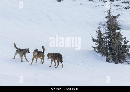 Wild apenninischen Wolf (Canis lupus italicus), zwei Bewohner Wölfe Eindringling in ihr Gebiet anzugreifen. Italienische endemische Unterarten. Zentralen Apenninen, Abruzzen, Italien. März. Sequenz 8 von 16 Stockfoto