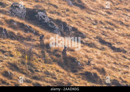 Wild apenninischen Wölfe (Canis lupus italicus) ruhen unter trockenem Gras an einem Berghang im Herbst. Zentralen Apenninen, Abruzzen, Italien. November. Italien endemische Unterarten. Stockfoto