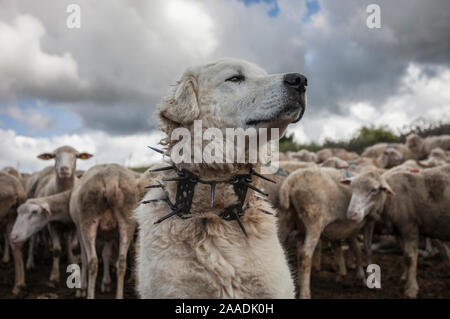 Maremma Schäferhund tragen traditionelle Anti-wolf Stachelhalsband, lokal als "vreccale" bekannt. Nationalpark Gran Sasso, Abruzzen, Italien, Juni. Stockfoto