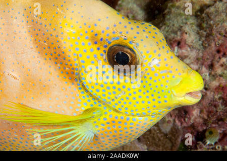 Coral Rabbitfish (Siganus corallinus) Porträt, Tubbataha Riff Naturpark, UNESCO-Weltkulturerbe, Sulu See, Cagayancillo, Palawan, Philippinen Stockfoto