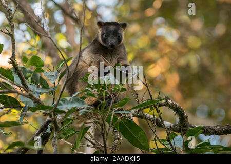 Lumholtz's Tree - Kangaroo (Dendrolagus lumholtzi) Ernährung auf den Blättern. Queensland, Australien Stockfoto