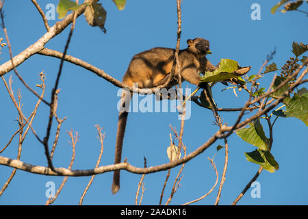 Lumholtz's Tree - Kangaroo (Dendrolagus lumholtzi) Ernährung auf den Blättern. Queensland, Australien Stockfoto