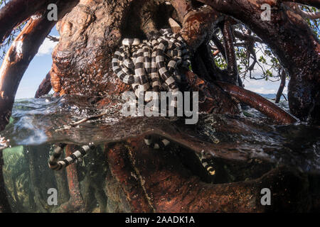 Einsame Mangrove in den Untiefen in der Mitte des Meeres im Großen Meer Riffe füllen mit Gebändert Meer kraits (Laticauda colubrina) bei Ebbe, Mali Insel, Macuata Provinz, Fidschi, South Pacific Stockfoto