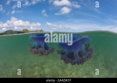 2 Ebenen von Lila Krone Quallen (Netrostoma setouchina) in flachen Gewässern, Nukubati Island Resort, Macuata Provinz, Fidschi, South Pacific Stockfoto