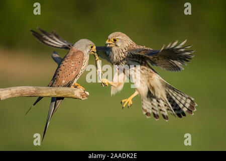 Weiblichen Turmfalken (Falco tunniculus) unter Eidechse beute Geschenk von männlichen, Mayenne, Frankreich Stockfoto