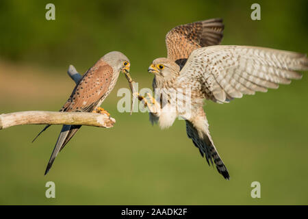 Weiblichen Turmfalken (Falco tunniculus) unter Eidechse beute Geschenk von männlichen, Mayenne, Frankreich Stockfoto