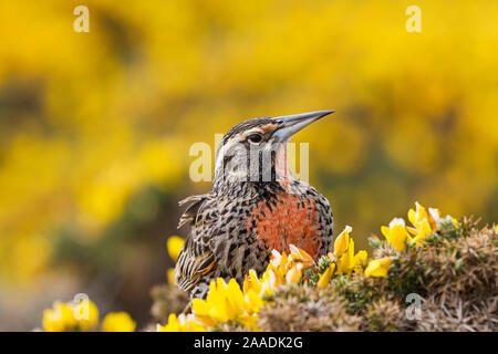 Long-tailed Meadowlark (Sturnella loyca Falklandica) Weibchen auf stechginster (Ulex europaeus) Saunders Island, Falkland Inseln, November thront. Stockfoto