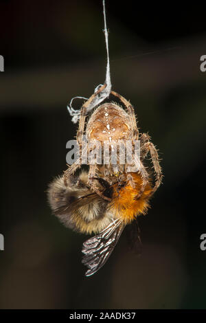 Garten Cross Spider (Araneus diadematus) wickelt seinen Gemeinsamen Carder Biene (Bombus pascuorum) Beute in Seide, Bristol, UK, September. Sequenz 4/10. Stockfoto
