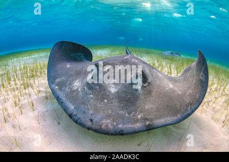 Stachelrochen (Dasyatis americana) große weibliche Nahrungssuche über Seegras im flachen Wasser. Die Sandbar, Grand Cayman, Cayman Islands. British West Indies. Karibische Meer. Stockfoto