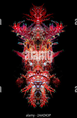 Gespiegelte Porträt einer Weedy scorpionfish (Rhinopias frondosa). Bitung, Nord Sulawesi, Indonesien. Lembeh Strait, Molukken Meer. Digital manipuliert (das Gesicht ist die reflektierte Mitte der Linie). Stockfoto
