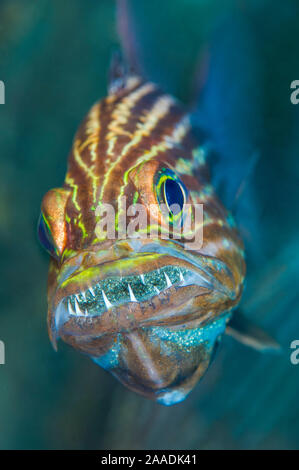 Tiger cardinalfish (Cheilodipterus macrodon) Männliche mouthbrooding Eier in den Mund. Gubal Barge, Gubal Island, Ägypten. Straße von Gubal, Golf von Suez, Rotes Meer Stockfoto