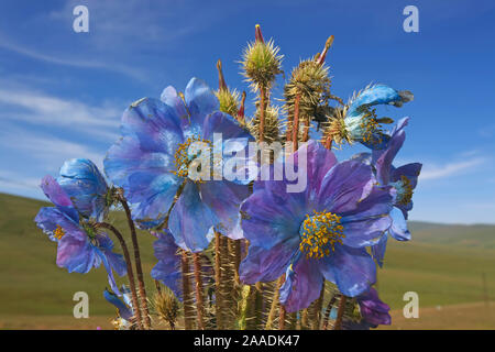 Blue Poppy (Meconopsis horridula) Sanjiangyuan National Nature Reserve, Qinghai Hoh Xil UNESCO-Weltkulturerbe, Qinghai-Tibet Plateau, Provinz Qinghai, China. Stockfoto