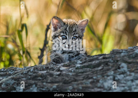 Geoffroy's Cat, (Leopardus geoffroyi) Calden Wald, La Pampa, Argentinien Stockfoto