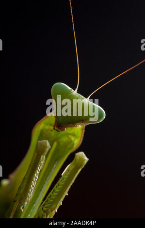 Riesige Afrikanische Mantis (Sphodromantis viridis) Porträt, Captive, tritt in West Afrika. Stockfoto