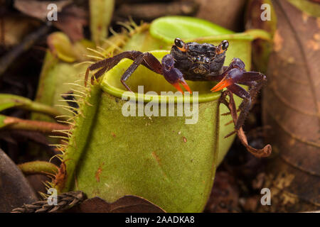 Land Crab (Geosesarma sp.), die razzien Kannenpflanze (Nepenthes ampullaria) für Beute, Sarawak, Borneo. Stockfoto