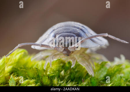 Common/glänzend woodlouse (Oniscus asellus) auf Moss, Berwickshire, Schottland, Februar. Stockfoto