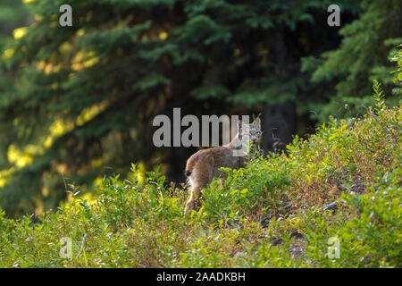 Kanada Luchs (Lynx canadensis) zu Fuß durch einen Berg Wiese, Manning Provincial Park, British Columbia, Kanada. Juli. Stockfoto