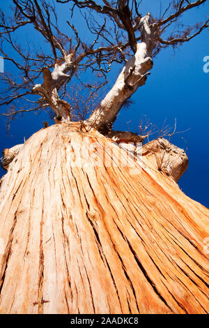 Eukalyptus Bäume getötet durch die Dürre, die dauerte von 1996-2011, Lake Eucumbene, New South Wales, Australien. Stockfoto