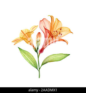 Aquarell Lilie Zweig mit Blüten und Knospen. Bunte tropische Pflanze auf Weiß isoliert. Transparent Blumen Illustration für Hochzeit Design Stockfoto