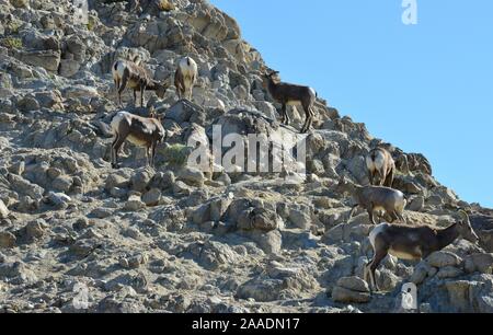 Desert Bighorn Schafe in Amerika Stockfoto