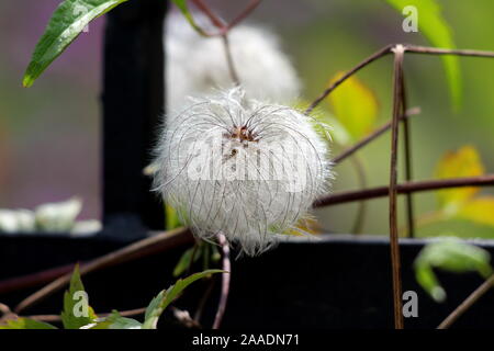 Old Mans Bart oder Clematis vitalba oder Reisenden Freude klettern Strauch Pflanze, mit langen, seidig behaart Fortsätze wachsen auf einzelnen Stamm Stockfoto