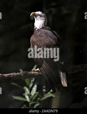 Weißkopfseeadler Vogel auf einem Zweig seine Körper, Kopf, Augen, Schnabel, Krallen, Gefieder mit schwarzen Hintergrund in seiner Umgebung und Umwelt. Stockfoto