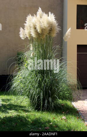 Hohe schmale Pampas Gras oder Cortaderia selloana mehrjährig blühende