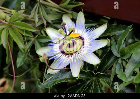 Passionsfrucht oder Passiflora edulis oder Maracuja oder Parcha oder grenadille oder Fruit de la Passion öffnen blühen Schöne ungewöhnliche Blume umgeben Stockfoto