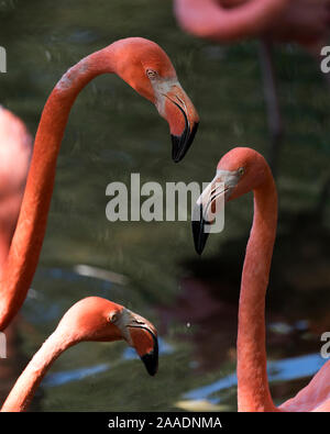 Flamingo Vögel Trio im Wasser ihre Körper, Flügel aussetzen, langen Hals, Kopf, Schnabel, lange Beine genießen ihre Umwelt und Umgebung. Stockfoto