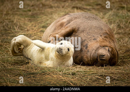 Eine Mutter erscheint zu umarmen, ihr Baby seal Pup, als graue Dichtungen zurück zu Donna Nook National Nature Reserve in Lincolnshire, wo sie jedes Jahr Ende Oktober, November und Dezember Geburt zu geben. Stockfoto